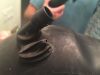 Filename : IMG_4801.JPG
Filesize : 283KB
Dimensions : 2048x1536
Date added : Sep 01, 2016 IMG_4801.JPG