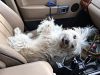Filename : IMG_9069.JPG
Filesize : 211KB
Dimensions : 1024x768
Date added : Sep 10, 2018 IMG_9069.JPG