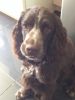 Filename : Photo 4437.jpg
Filesize : 325KB
Dimensions : 1536x2048
Date added : Nov 30, 2016 Photo 4437.jpg