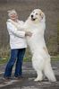 Filename : Pyrenean Mountain Dog.jpeg
Filesize : 116KB
Dimensions : 634x951
Date added : May 23, 2021 Pyrenean Mountain Dog.jpeg