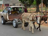 Horse-Power-Car-12-Two-Donkies-Pulling-Car.jpg