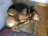 Filename : 11136961-7606-46DB-882A-DDFE57F73C65.jpeg
Filesize : 465KB
Dimensions : 2048x1536
Date added : Aug 26, 2020 11136961-7606-46DB-882A-DDFE57F73C65.jpeg