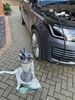 Filename : IMG_0435.JPG
Filesize : 815KB
Dimensions : 1536x2048
Date added : Nov 19, 2024 IMG_0435.JPG