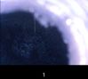 Filename : Screenshot_20221028-203050_Endoscope.jpg
Filesize : 123KB
Dimensions : 1080x968
Date added : Oct 29, 2022 Screenshot_20221028-203050_Endoscope.jpg
