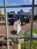 Filename : 20230308_101448.jpg
Filesize : 698KB
Dimensions : 1536x2048
Date added : Dec 09, 2023 20230308_101448.jpg